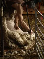 tonte des moutons 2 - © La Coursaline
