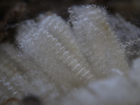 Bergerie La Coursaline - © La Coursaline