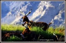 chèvres - © Pierre Madec