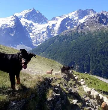 Le chien de berger surveille son troupeau - La Grave - © Bergerie La Côte Belle