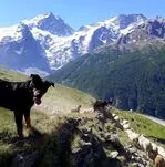 Le chien de berger surveille son troupeau - La Grave - © Bergerie La Côte Belle