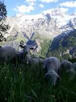 Bergerie La Côte Belle - © Bergerie "La Côte Belle"