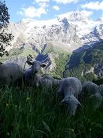 Troupeaux de moutons paissant tranquillement au pied de La Meije - La Grave - © Bergerie "La Côte Belle"