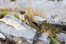 Ermine at Signal de La Grave - © S.Morattel