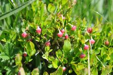 Floraison d'altitude - © Jardin du Lautaret