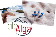 le sang des glaciers...enquête en cours - © jardin du Lautaret