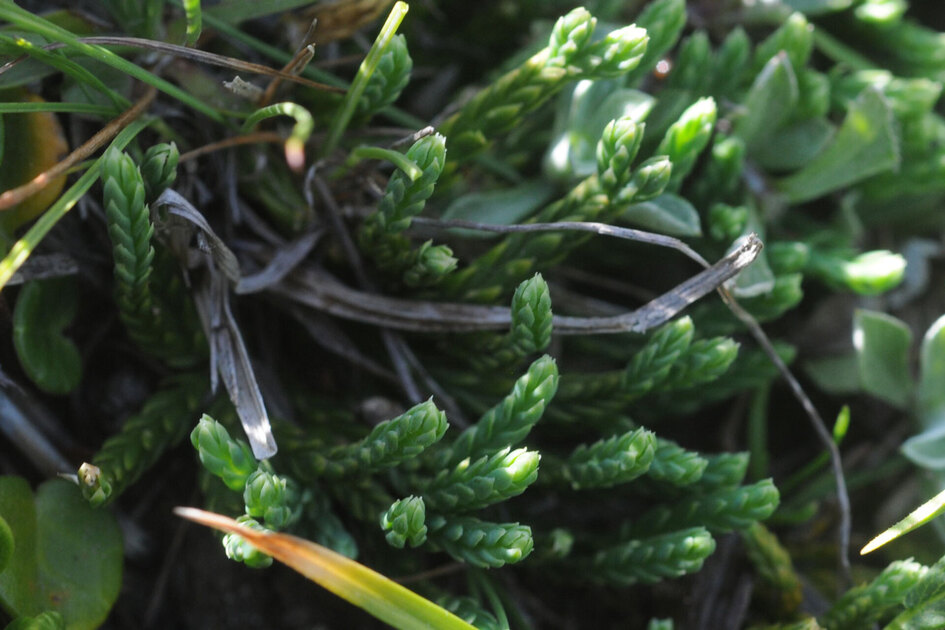 recherche de la patte de loup (la plante!) - © Col du Lautaret