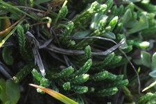 recherche de la patte de loup (la plante!) - © Col du Lautaret