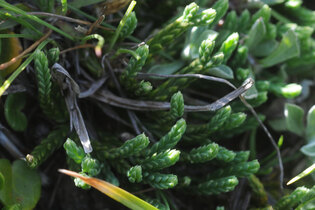 Atelier scientifique : à la recherche de la patte de loup (la plante!)