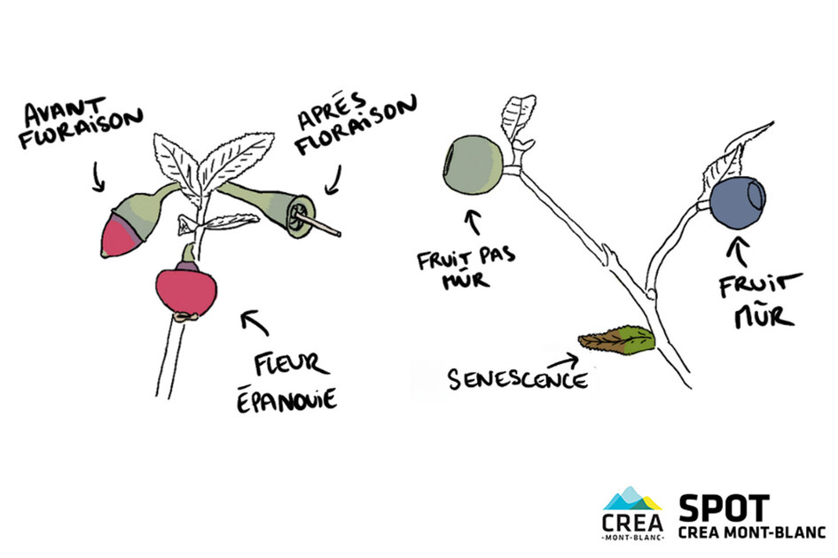 des myrtilles et des landes - © jardin du lautaret