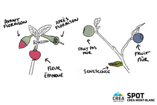 Atelier scientifique : des myrtilles et des landes