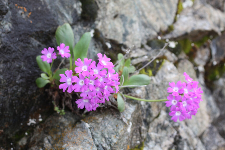 La primevère du Valgaudemar - © Jardin du Lautaret