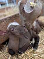 Visits to the educational farm La Maison des Bêtes à laine (The House of Woolly Animals)_Cervières - © Maison des bêtes à laine