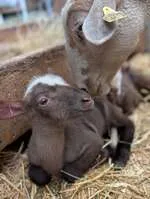 Visites à la ferme pédagogique La Maison des Bêtes à laine_Cervières - © Maison des bêtes à laine