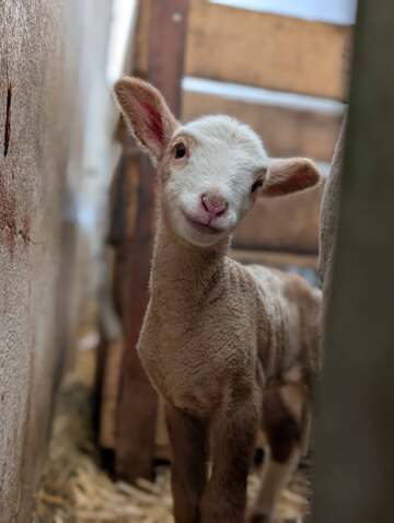 Visits to the educational farm La Maison des Bêtes à laine (The House of Woolly Animals)_Cervières - © Maison des bêtes à laine