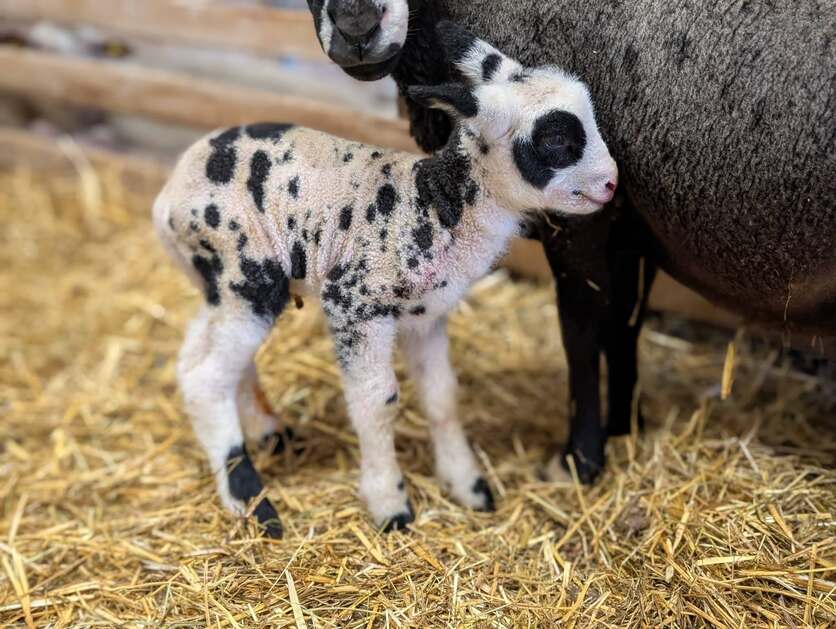 Visits to the educational farm La Maison des Bêtes à laine (The House of Woolly Animals)_Cervières - © Maison des bêtes à laine
