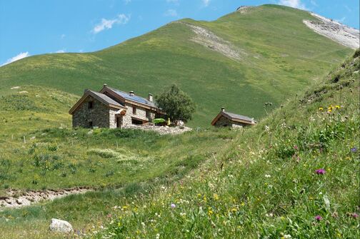 Après-midi botanique au Refuge du Pic du Mas de La Grave