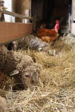 Bergerie La Côte Belle_La Grave - © L.Chamerlat