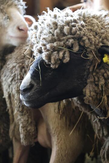 Bergerie La Côte Belle_La Grave - © L.Chamerlat