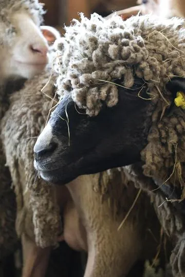 Mouton de la bergerie La Côte Belle - © L.Chamerlat