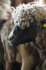 Bergerie La Côte Belle_La Grave - © L.Chamerlat