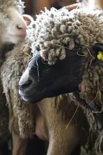 Mouton de la bergerie La Côte Belle - © L.Chamerlat