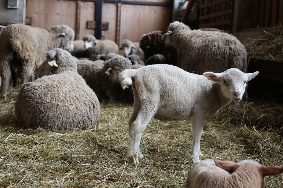 The Côte Belle Farm