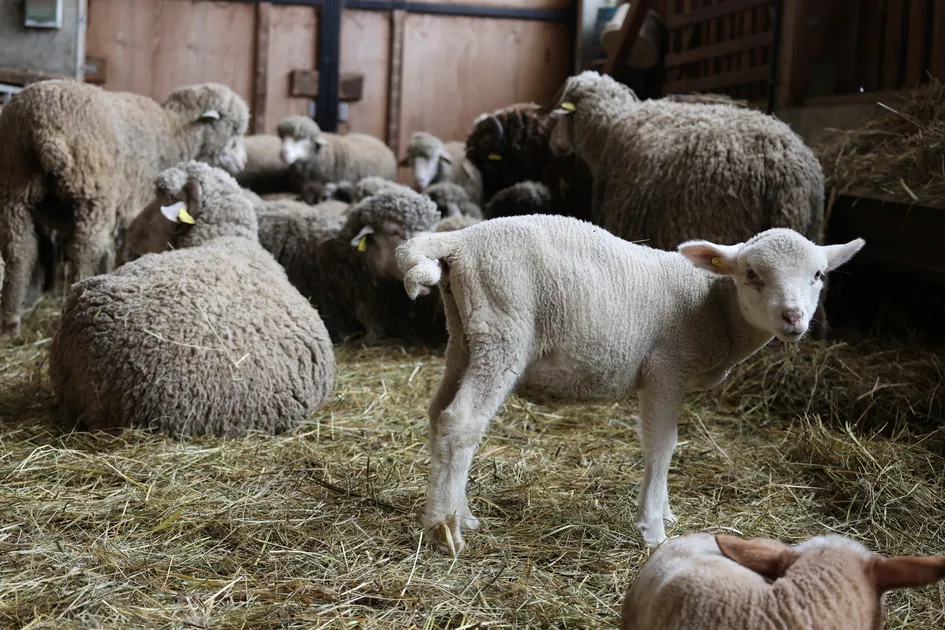 Agneau de la bergerie La Côte Belle - © L.Chamerlat