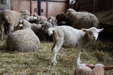 Bergerie La Côte Belle_La Grave - © L.Chamerlat