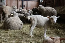Agneau de la bergerie La Côte Belle - © L.Chamerlat