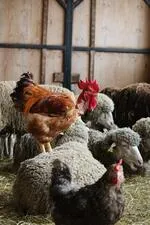 Ferme La Côte Belle - © L.Chamerlat