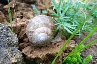 Atelier scientifique - À la recherche des escargots du Lautaret