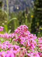 Sentiero botanico delle Cervières - © S.Morattel