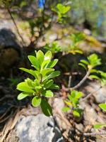 Sentiero botanico delle Cervières - © S.Morattel