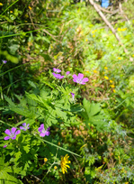 Sentiero botanico delle Cervières - © S.Morattel