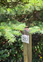 Sentiero botanico delle Cervières - © S.Morattel