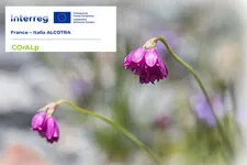 conservation et valorisation de la flore des Alpes latines - © Ail à fleur de narcisse © Muriel Frier-Quris
