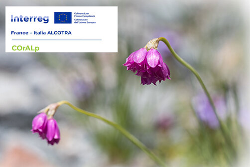 Atelier scientifique : conservation et valorisation de la flore des Alpes latines