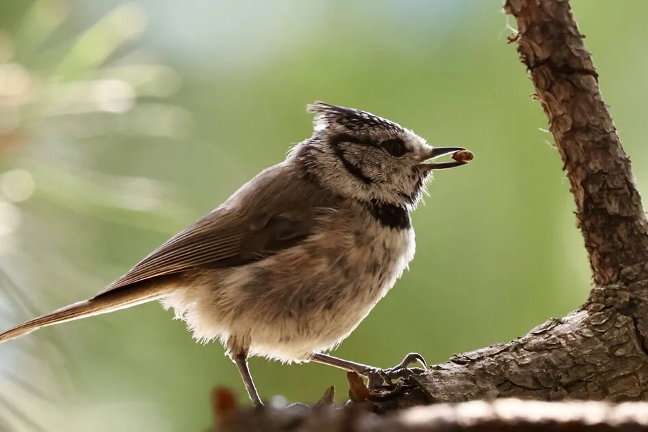 Quel est donc cet oiseau ? - © Photo : Rousserolle verderolle © Jean-Pierre Thomas
