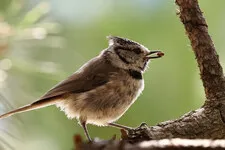 Quel est donc cet oiseau ? - © Photo : Rousserolle verderolle © Jean-Pierre Thomas
