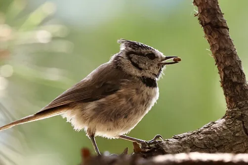 Conférence : Quel est donc cet oiseau ?