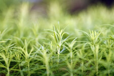 adaptation et changement climatique dans les forêts de montagne - © © François Pompanon