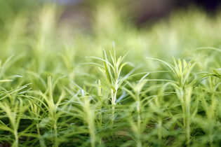 Conférence : adaptation et changement climatique dans les forêts de montagne