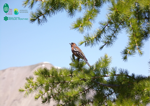 Récital d'oiseaux : la ballade de la Réserve