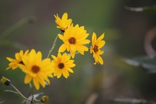 Arnica flower renowned for its benefits on bumps and bruises - © OT Hautes Vallées