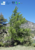 Les mélèzes nous racontent