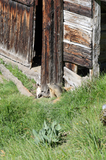 Marmottes sur le marais du Bourget-Cervières - © S.MOrattel