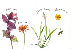 Stage aquarelle botanique au Refuge du Goléon