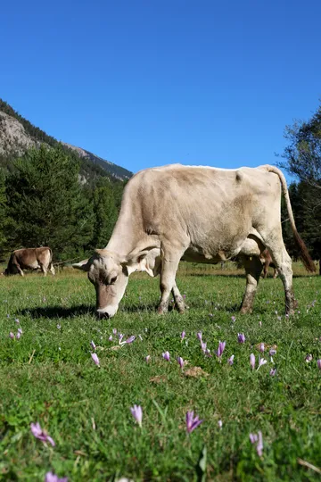 Les vaches de la ferme de Champs Longs - © L.Chamerlat