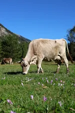 Les vaches de la ferme de Champs Longs - © L.Chamerlat